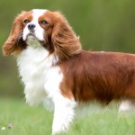 查理王小猎犬-缩略图-14