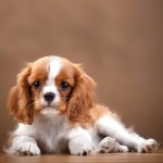 骑士查理王小猎犬-缩略图-1