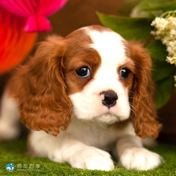 骑士查理王小猎犬-2