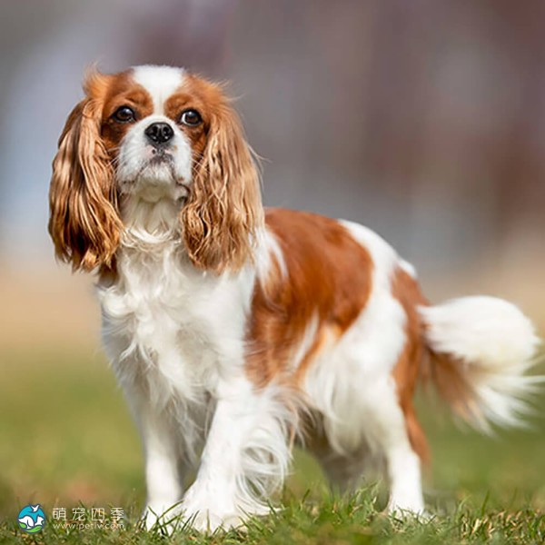 骑士查理王小猎犬-3