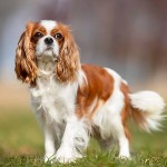 骑士查理王小猎犬-缩略图-3