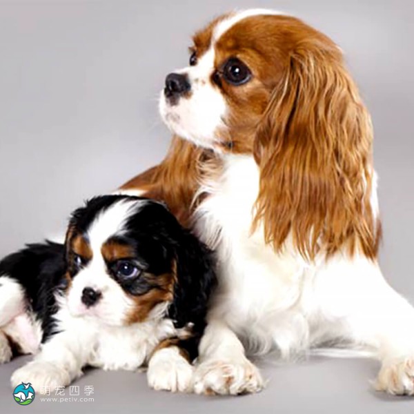 骑士查理王小猎犬-4