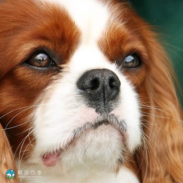 骑士查理王小猎犬-5