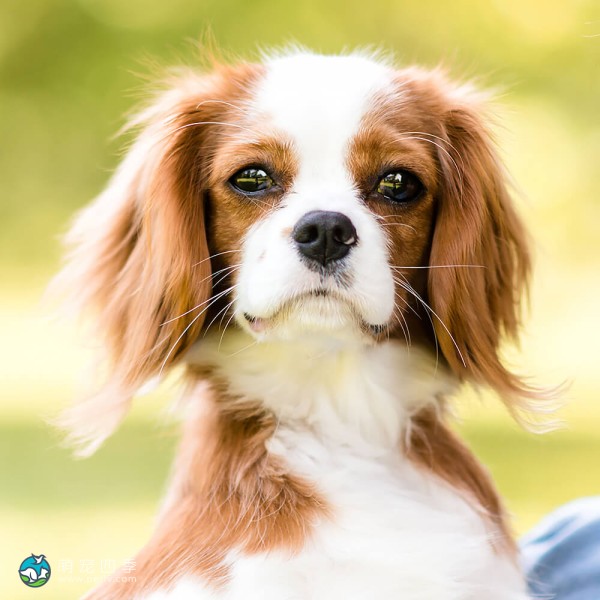 骑士查理王小猎犬-6