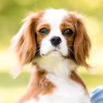 骑士查理王小猎犬-缩略图-6