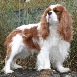 骑士查理王小猎犬-缩略图-7