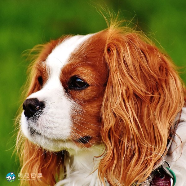 骑士查理王小猎犬-8