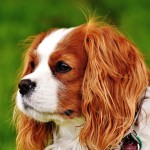 骑士查理王小猎犬-缩略图-8