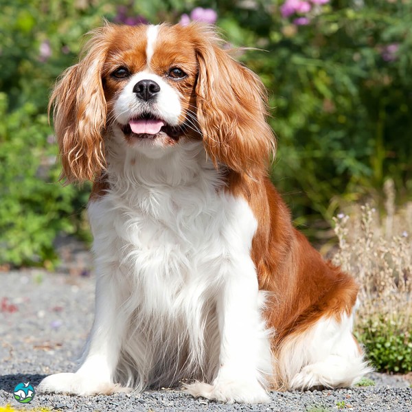 骑士查理王小猎犬-9