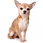 吉娃娃犬-缩略图-1