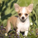 吉娃娃犬-缩略图-2