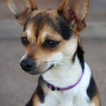 吉娃娃犬-缩略图-3