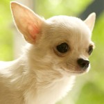 吉娃娃犬-缩略图-4