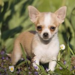 吉娃娃犬-缩略图-5