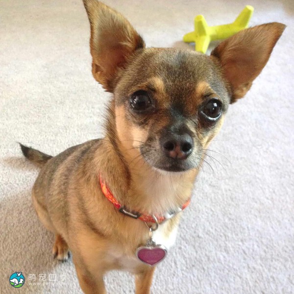吉娃娃犬-8