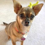 吉娃娃犬-缩略图-8