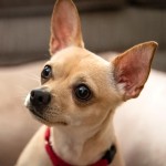 吉娃娃犬-缩略图-9