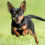 吉娃娃犬-缩略图-10