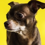 吉娃娃犬-缩略图-11