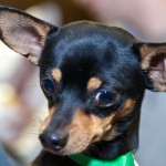 吉娃娃犬-缩略图-12