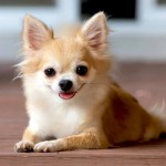 吉娃娃犬-缩略图-13