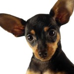 吉娃娃犬-缩略图-14