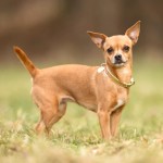 吉娃娃犬-缩略图-15