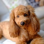 贵宾犬-缩略图-1