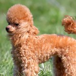 贵宾犬-缩略图-2