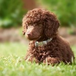 贵宾犬-缩略图-3