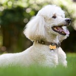 贵宾犬-缩略图-4