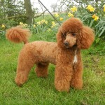 贵宾犬-缩略图-5