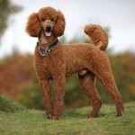 贵宾犬-缩略图-6