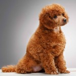 贵宾犬-缩略图-7