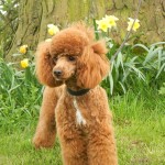 贵宾犬-缩略图-8