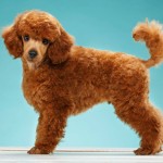 贵宾犬-缩略图-9