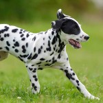 大麦町犬-缩略图-1