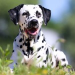 大麦町犬-缩略图-2