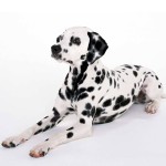 大麦町犬-缩略图-3