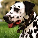 大麦町犬-缩略图-4