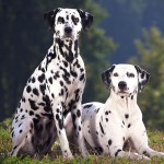 大麦町犬-缩略图-5