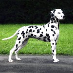 大麦町犬-缩略图-6