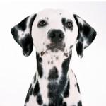 大麦町犬-缩略图-8