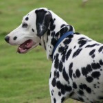 大麦町犬-缩略图-9