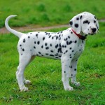 大麦町犬-缩略图-10