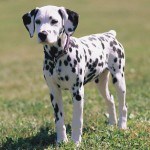 大麦町犬-缩略图-11