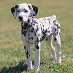 大麦町犬-缩略图-13