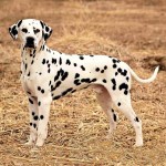 大麦町犬-缩略图-14