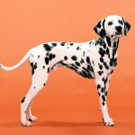 大麦町犬-缩略图-15