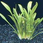 迷你椒草-缩略图-1